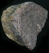 Red Agatized Dinosaur Bone - Ounces #25560-1